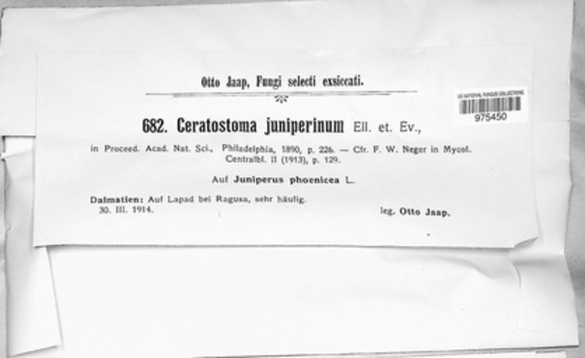 Ceratostoma juniperinum image